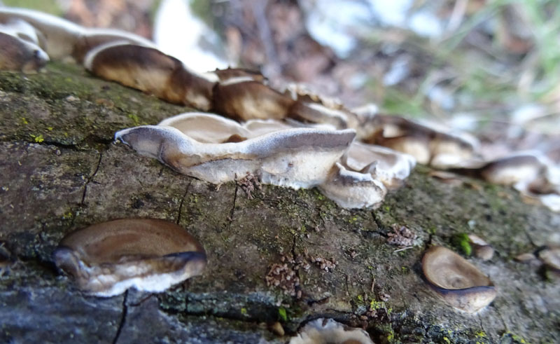 Bjerkandera adusta - Meruliaceae